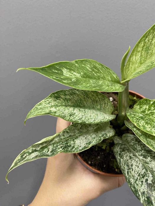 Rhaphidophora Elliptica Mint