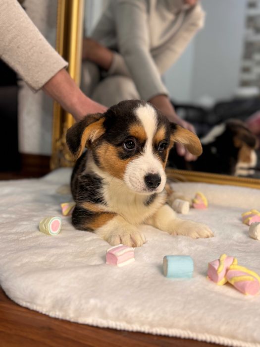 Шикарні цуцики Коргі Кардиган