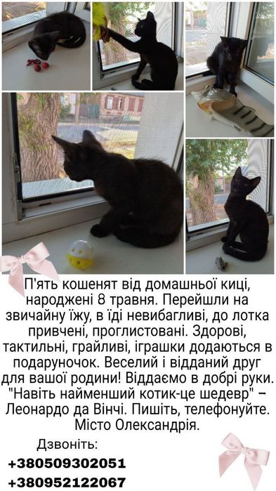 Кошенята в добрі руки