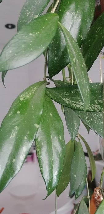 Хойя срез два  сорта