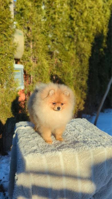 Продається дівчинка  померанського шпіца