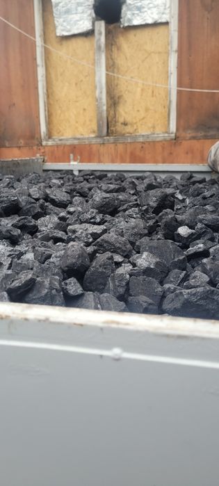 Polski Węgiel orzech