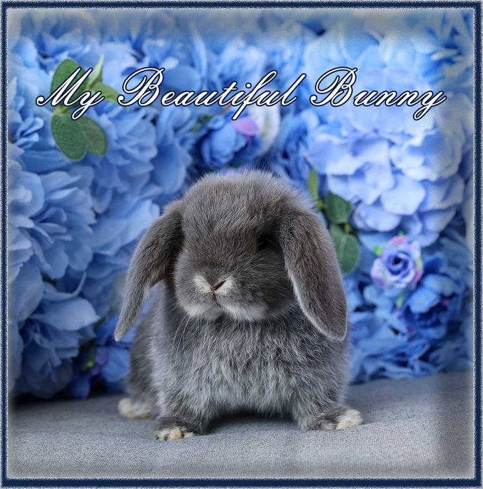 Piękny Królik Mini Lop - Blue Otter