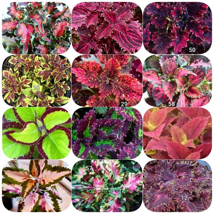 Колеуси вкоріненні