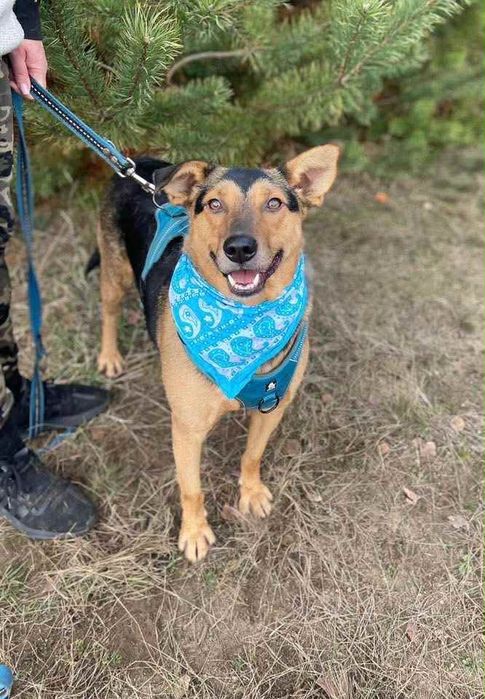 Pan Wisienka marzy o rodzinie.