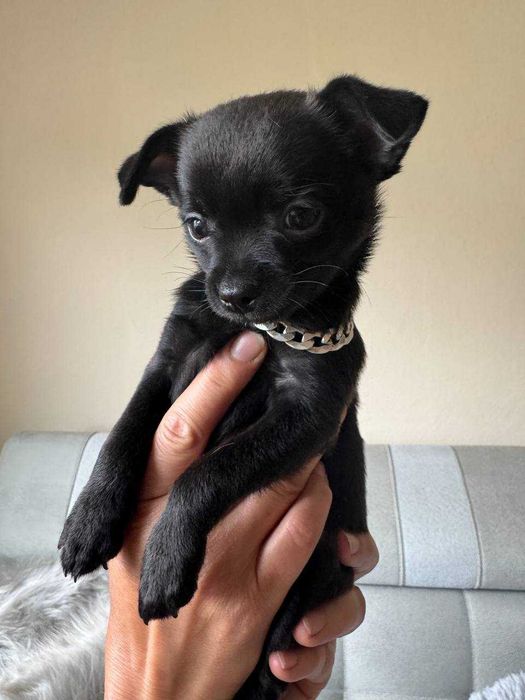 Chihuahua malutki piesek