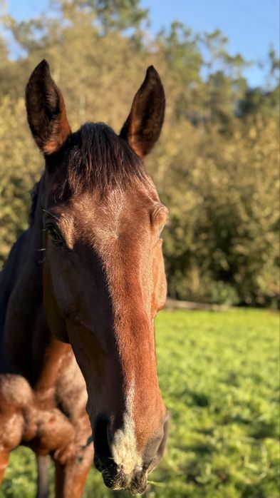 Cavalo de obstáculos