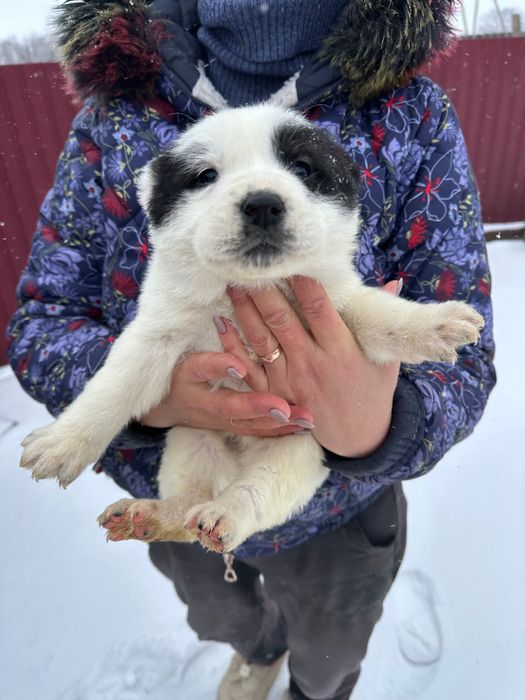 Продам цуценята Алабая