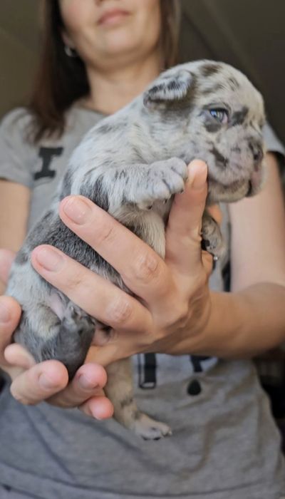 Blue merle хлопчик