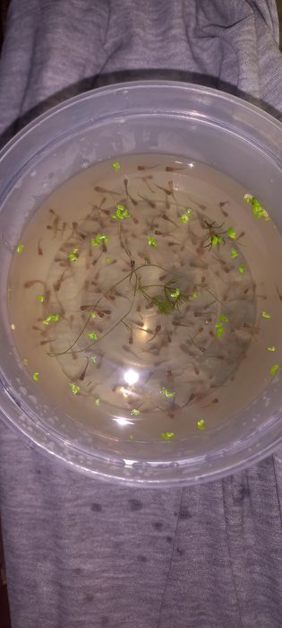 Crias de guppys  XXL criação propria  SUPER RESISTENTE