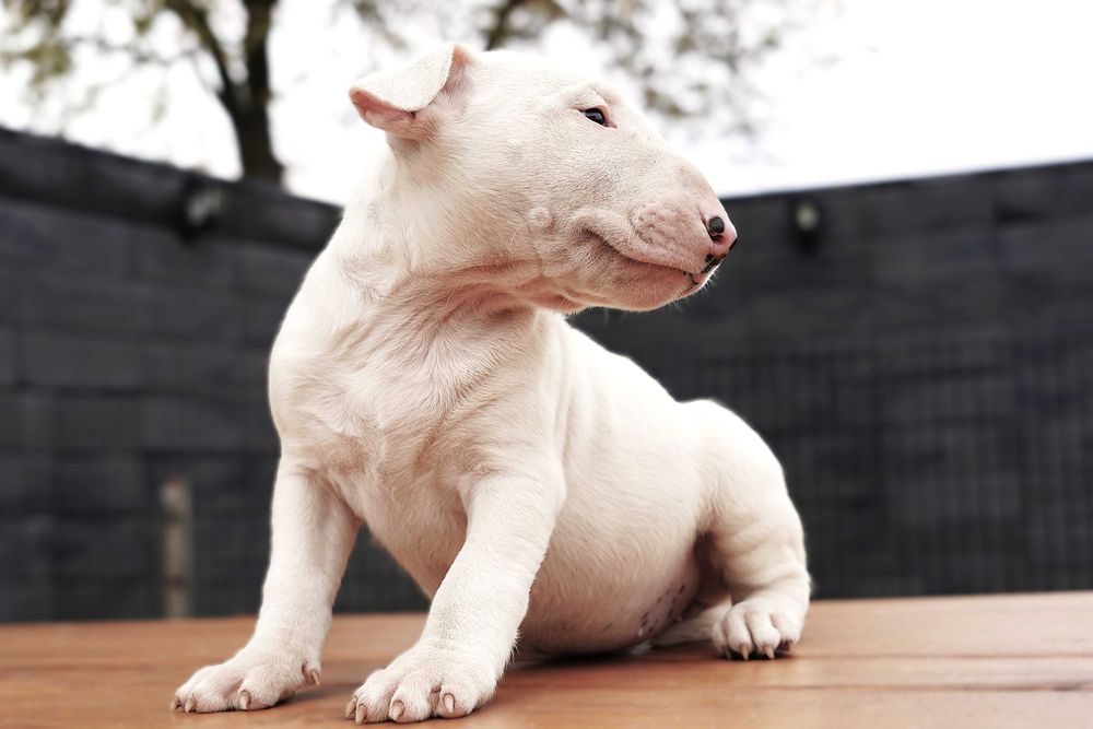 GOTIWA suczka bulterier standard SOLID WHITE BULLTERRIER bull terrier