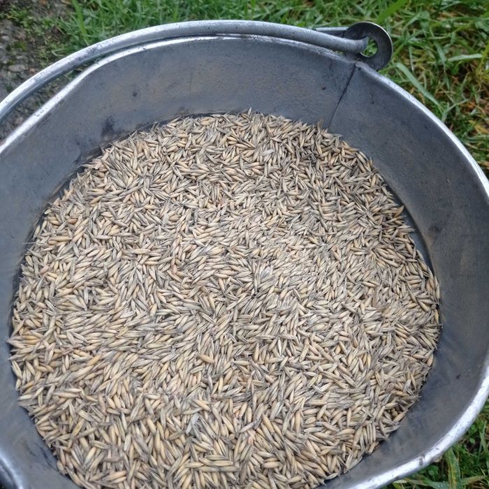 Owies ze zbioru 2025