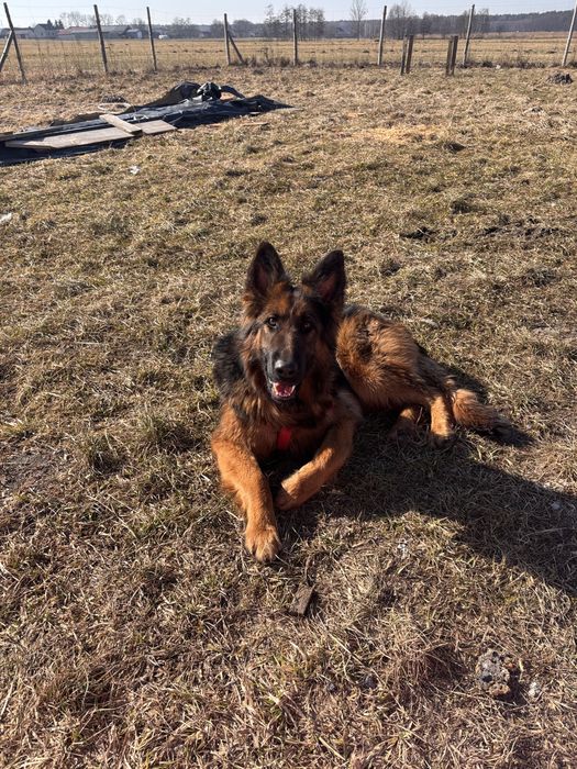 Kira 2letnia sunia owczarka niemieckiego pilnie szuka domu