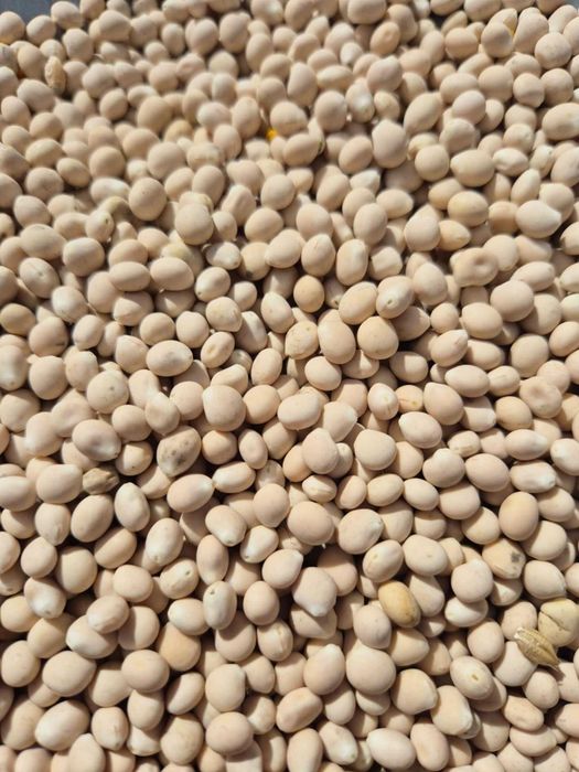 Sprzedam Groch i Łubin gorzki