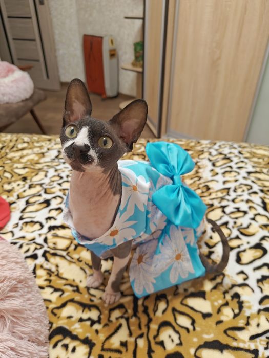 Одежда  для кота, собачки