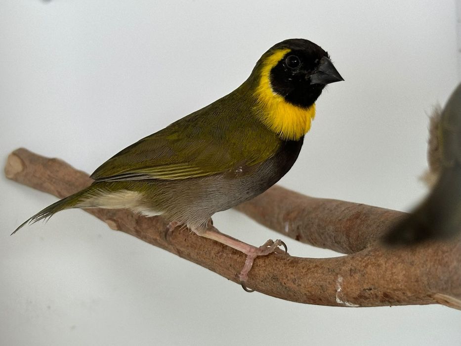 Casal de Cantor de Cuba