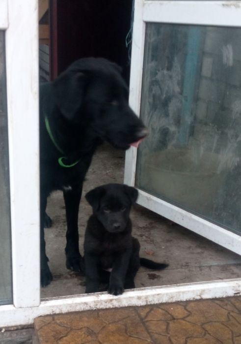 Дівчинка,21,10.25р.н лабрадоренята мама третє фото