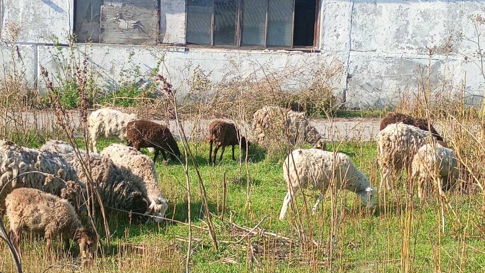 Продам овцы и бараны вівці та барани