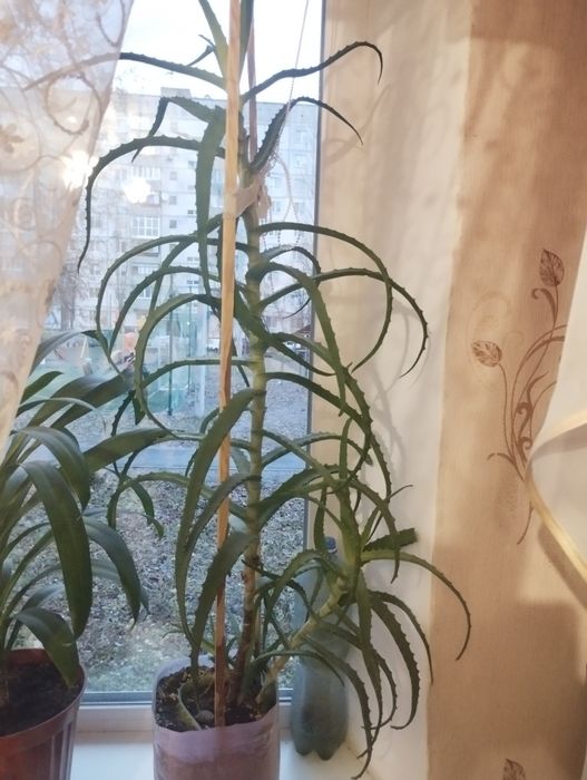 Продам вазон лікувальний