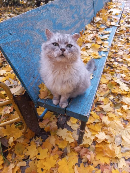 Жоржик шукає родину