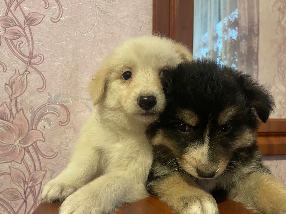 Віддам цуценят 2 дівчинки