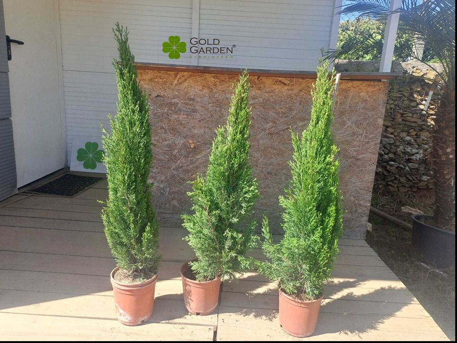 Ciprestes Semperviren e Totem