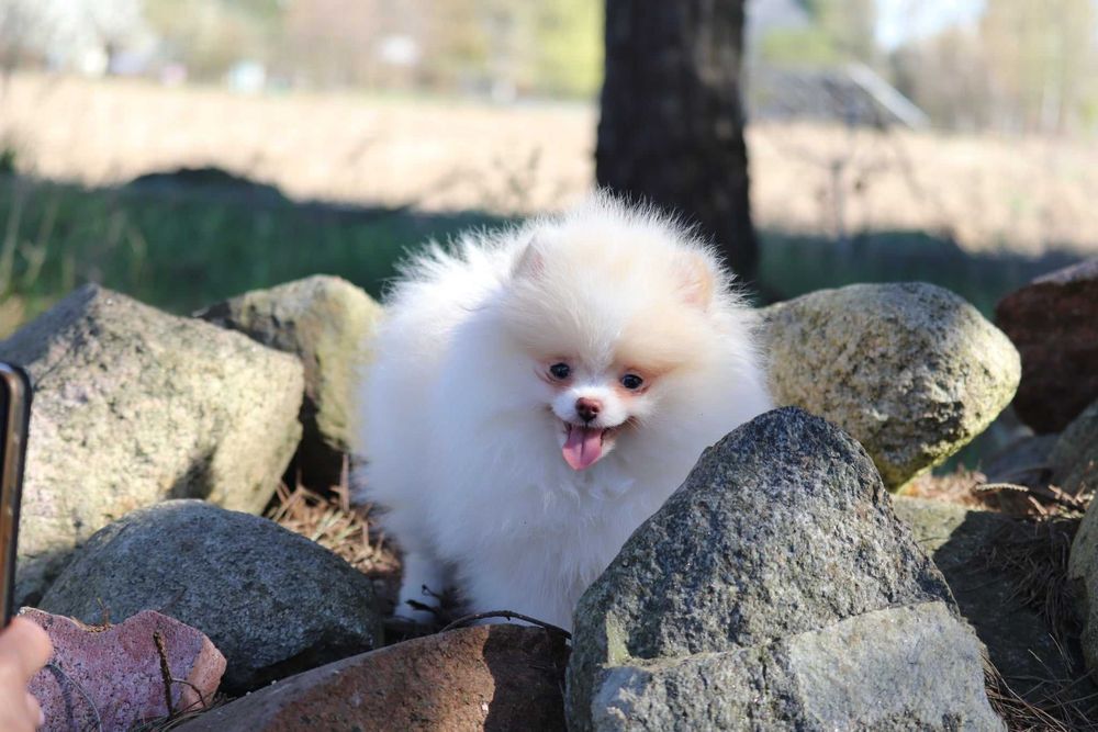 Piekny chlopiec pomeranian