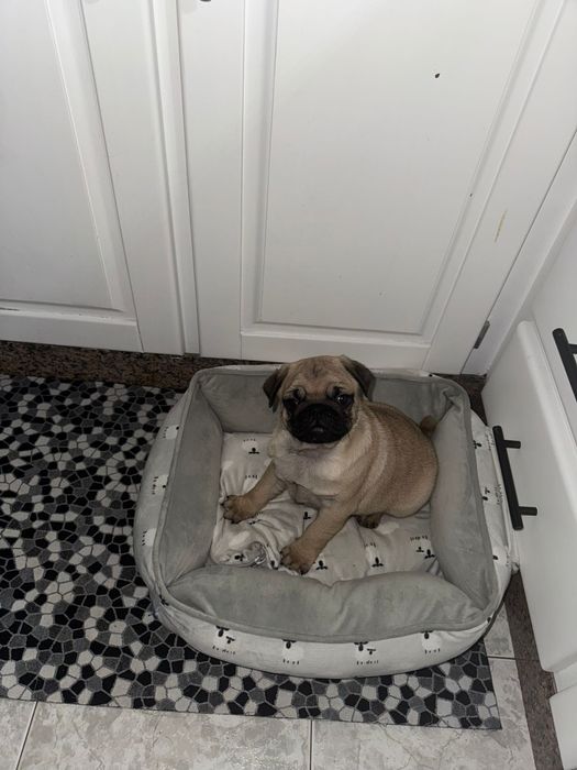 Pug macho lindo