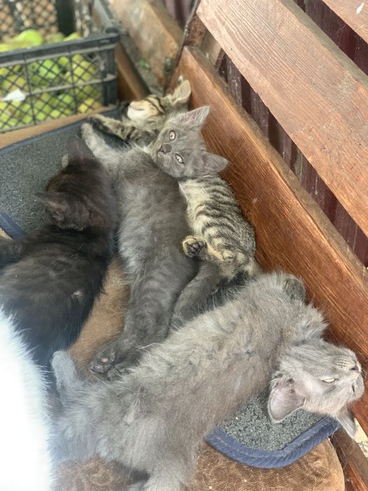 Відам в добрі руки котики , дуже гарні !