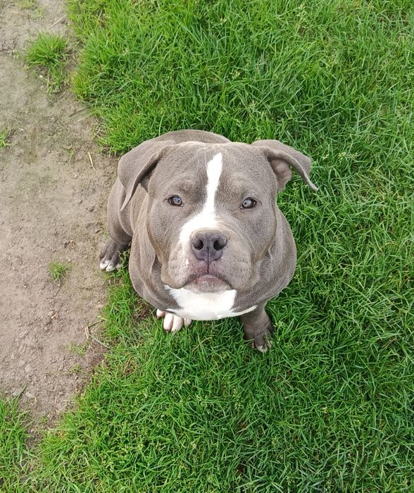 American Bully Pocket
