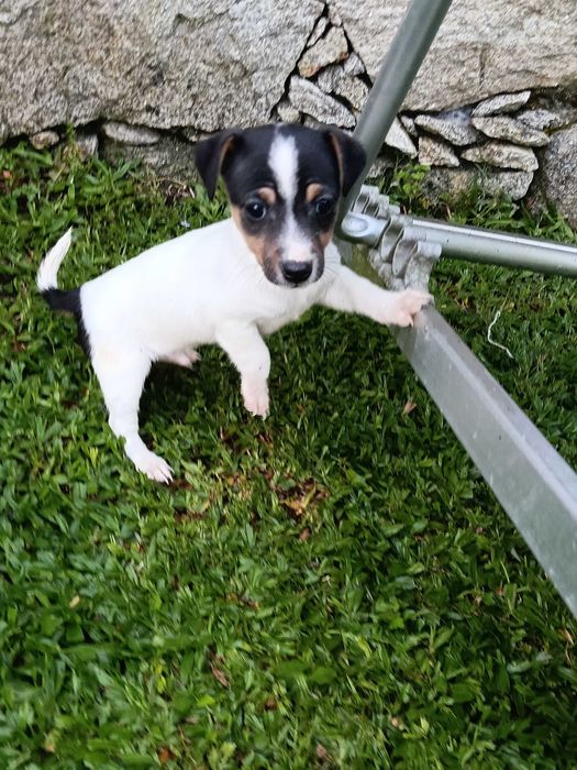 Jack Russel fêmea