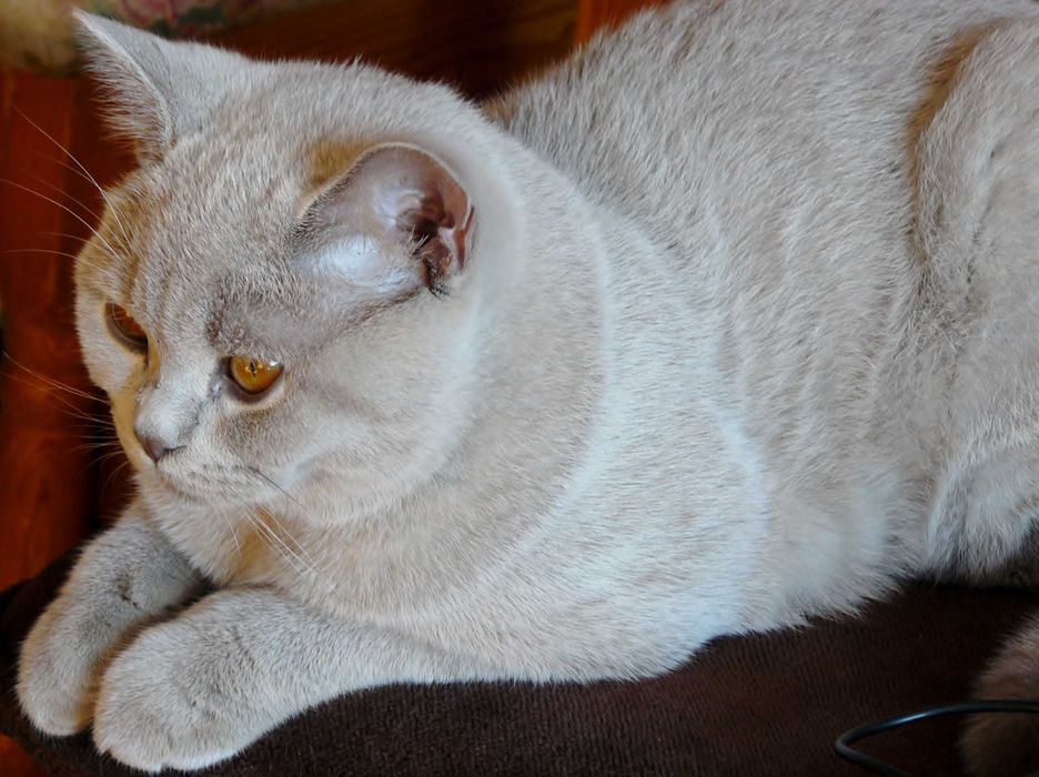 sprzedam  kotkę Brytyjką z rodowodem