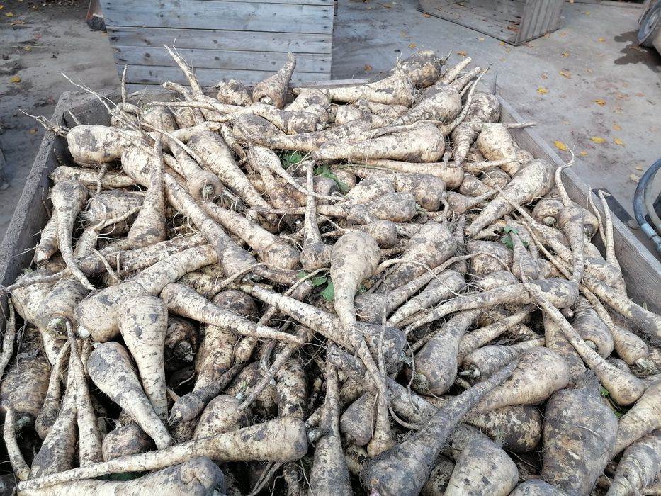 Pasternak 24kilo wysyłka inpost od rolnika