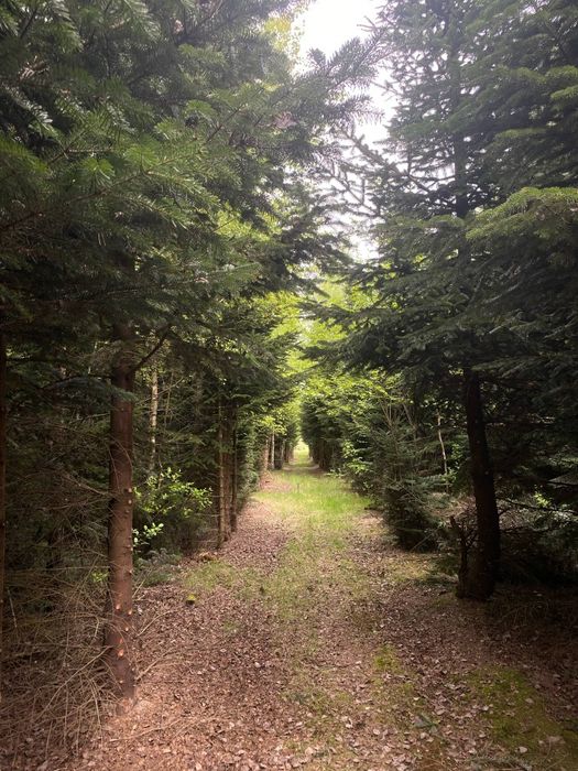 Działka nad jeziorem (jezioro, las, góry)