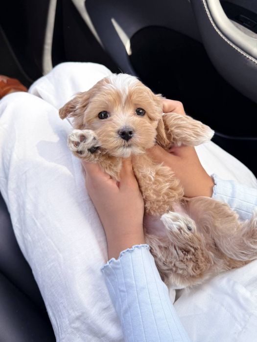 PREMIUM Мальтипу BabyFace