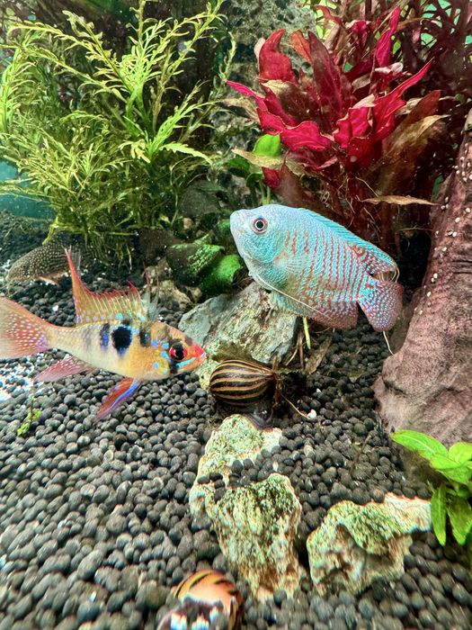 Aquário plantado 250L completo