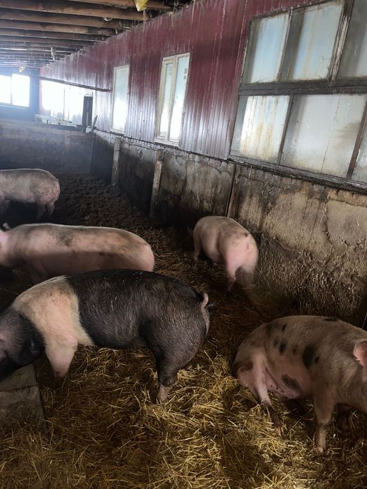Продам свиней 80 грн/жива вага