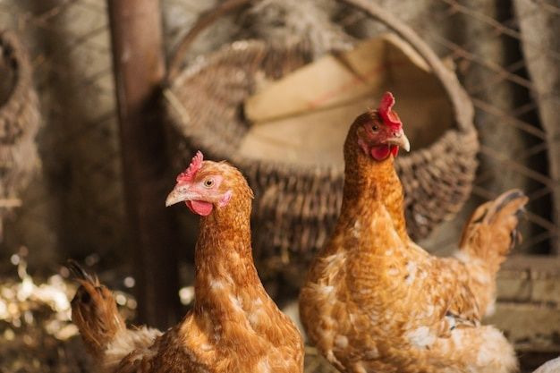 Липова Долина! Кури несушки з безкоштовною доставкою?