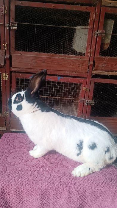 Srokacz / srokacze olbrzym