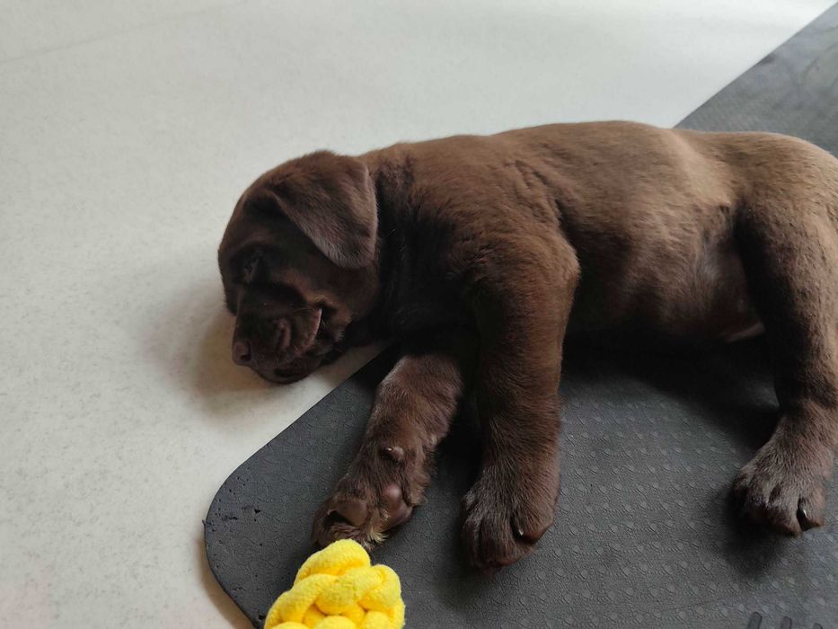 Labrador Retriever - (FCI)