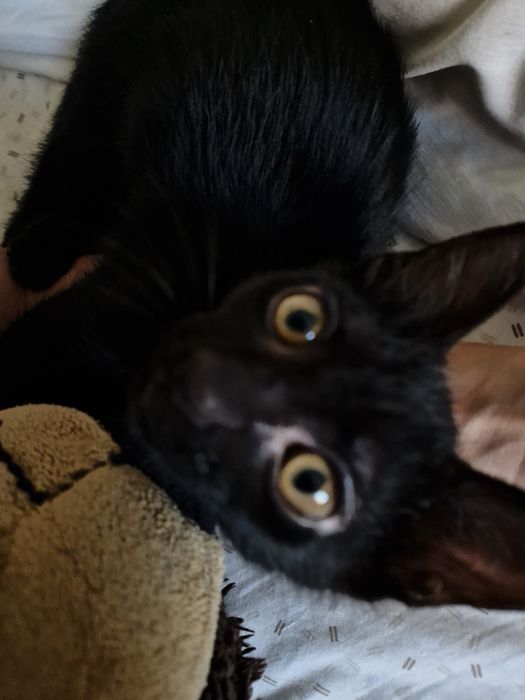 Doação gatinha bebé de 2 meses com kit