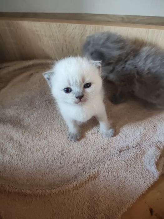 Котики прямовухі