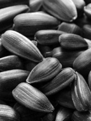 Соняшник кондитерський Лакомка