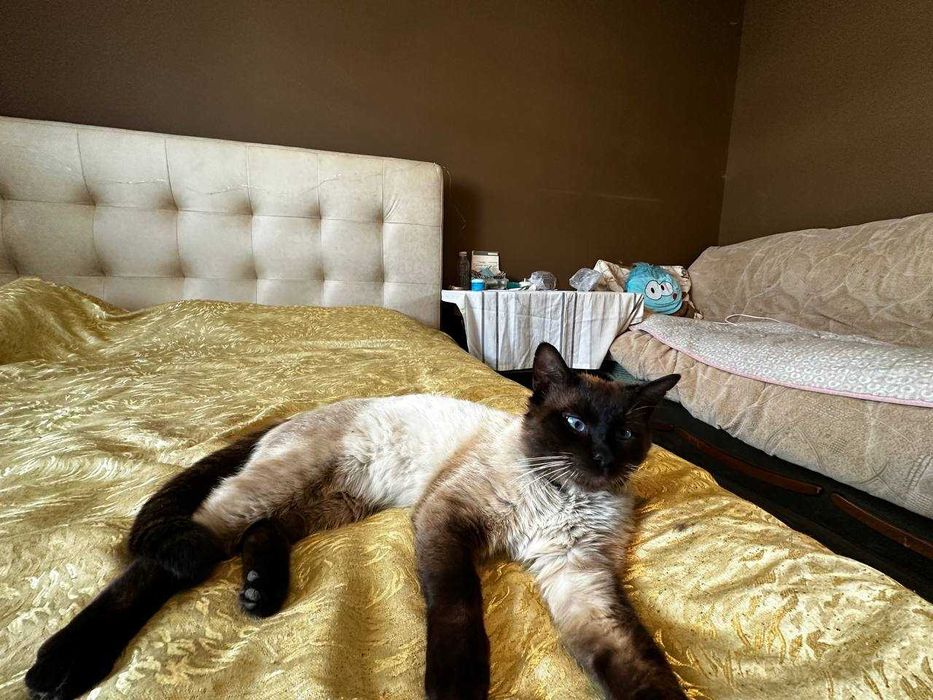 Продаж дачі 5 кімнат 429,8м2 басейн