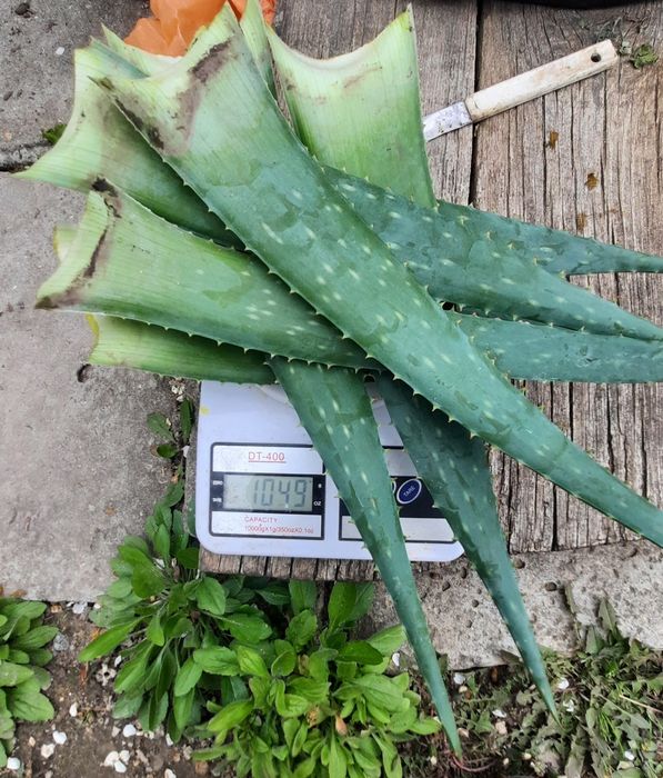 Лист Алоэ Вера лечебные