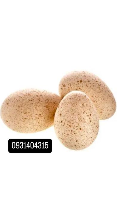 інкубаційне яйце Індика