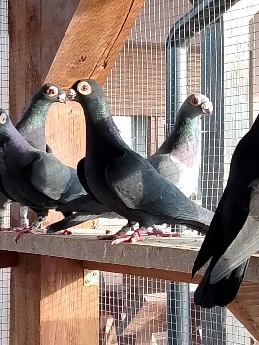 Brodawczaki podkarpackie