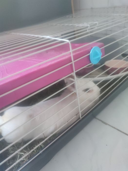 Oddam królika domowego