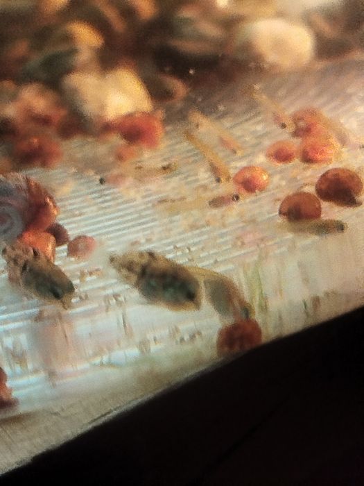 Мальки рыбок сапфирового попугая