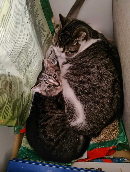 Piękny, duży Lord szuka swojego człowieka.